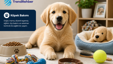 Köpek bakımı rehberi için mama kabı, oyuncak, tasma, yatak ve tüy bakım fırçasıyla hazırlanmış sıcak ev ortamında oturan yavru köpek görseli.